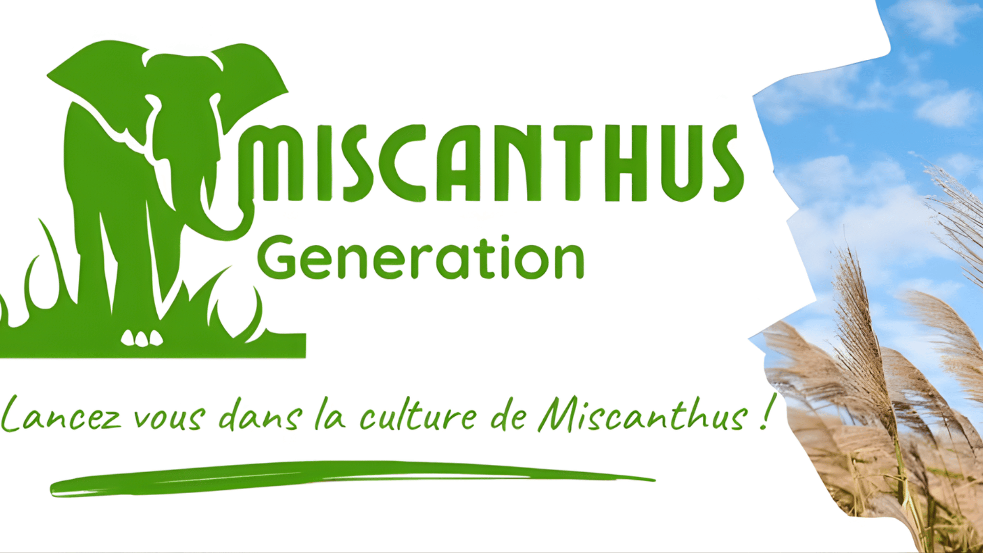 Miscanthus Génération